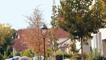 Potsdam, Klima, Straßenbaum, Stadtentwicklung