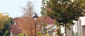 Potsdam, Klima, Straßenbaum, Stadtentwicklung
