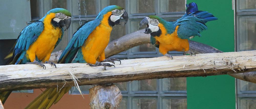 Auf der "Pappagalli"-Station in Kloster Lehnin leben derzeit etwa 70 Papageien. Darunter viele Gelbbrust-Aras.
