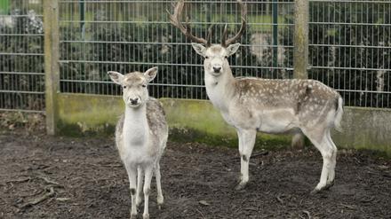 Zusammen mit diesem chinesischen Dammwild leben rund weitere 170 Kleintiere derzeit im Teltower Vogelpark.