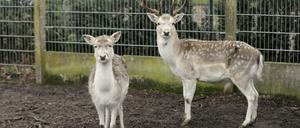 Zusammen mit diesem chinesischen Dammwild leben rund weitere 170 Kleintiere derzeit im Teltower Vogelpark.