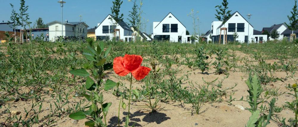 Einfamilienhäuser hinter Brache, im Vordergrund eine rote Blume