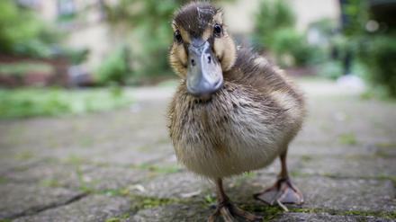 Sicher im Wasser und an Land. Entenküken müssen ein Bad im Hirtengraben nun nicht mehr fürchten.