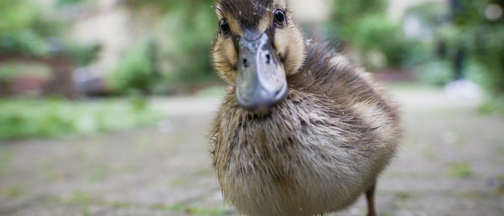 Sicher im Wasser und an Land. Entenküken müssen ein Bad im Hirtengraben nun nicht mehr fürchten.