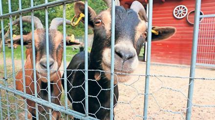 Mit Ziegen lernen. Der Kitabauernhof Groß Glienicke wurde 2011 eröffnet. Kinder der Kita Spatzennest sollen dort die Tier- und Pflanzenwelt kennenlernen und bei der Pflege mithelfen können. Nun droht aber die kurzfristige Schließung. 