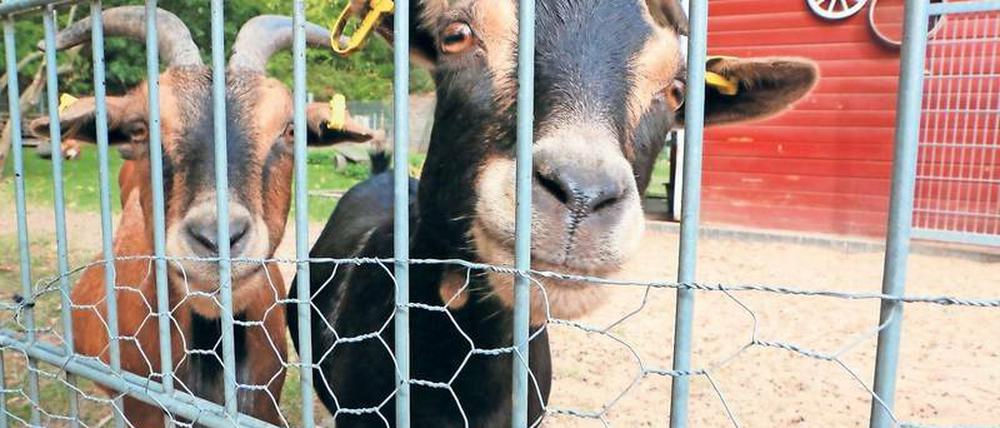 Mit Ziegen lernen. Der Kitabauernhof Groß Glienicke wurde 2011 eröffnet. Kinder der Kita Spatzennest sollen dort die Tier- und Pflanzenwelt kennenlernen und bei der Pflege mithelfen können. Nun droht aber die kurzfristige Schließung. 