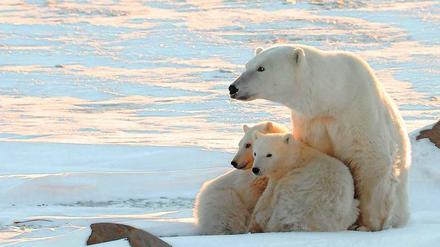 Auf verlorenem Posten. Polarforscher hatten für die vom Eisrückgang bedrohten Eisbären mögliche Schutzgebiete nördlich von Grönland gefunden. Doch völlig unerwartet wurde auch dort das dicke Meereis nun von warmem Atlantikwasser aufgetaut.