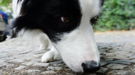 ARCHIV - 01.08.2016, Berlin: Border Collie Mumpitz schnüffelt bei einem Spaziergang. Vergiftung oder Magendrehung mitten in der Nacht: Auch bei Haustieren ist jederzeit schnelle professionelle ärztliche Hilfe gefragt. Doch das Notfalldienstnetz werde immer dünner, sagt die Tierärztekammer. In manchen Regionen führt das schon zu Problemen. (zu dpa «Wenn sich der Hund vergiftet - Notfalldienst der Tierärzte am Limit» vom 18.09.2018) Foto: Maurizio Gambarini/dpa +++ dpa-Bildfunk +++