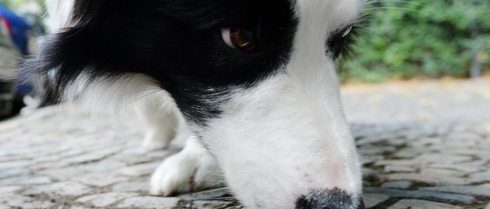ARCHIV - 01.08.2016, Berlin: Border Collie Mumpitz schnüffelt bei einem Spaziergang. Vergiftung oder Magendrehung mitten in der Nacht: Auch bei Haustieren ist jederzeit schnelle professionelle ärztliche Hilfe gefragt. Doch das Notfalldienstnetz werde immer dünner, sagt die Tierärztekammer. In manchen Regionen führt das schon zu Problemen. (zu dpa «Wenn sich der Hund vergiftet - Notfalldienst der Tierärzte am Limit» vom 18.09.2018) Foto: Maurizio Gambarini/dpa +++ dpa-Bildfunk +++