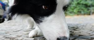 ARCHIV - 01.08.2016, Berlin: Border Collie Mumpitz schnüffelt bei einem Spaziergang. Vergiftung oder Magendrehung mitten in der Nacht: Auch bei Haustieren ist jederzeit schnelle professionelle ärztliche Hilfe gefragt. Doch das Notfalldienstnetz werde immer dünner, sagt die Tierärztekammer. In manchen Regionen führt das schon zu Problemen. (zu dpa «Wenn sich der Hund vergiftet - Notfalldienst der Tierärzte am Limit» vom 18.09.2018) Foto: Maurizio Gambarini/dpa +++ dpa-Bildfunk +++