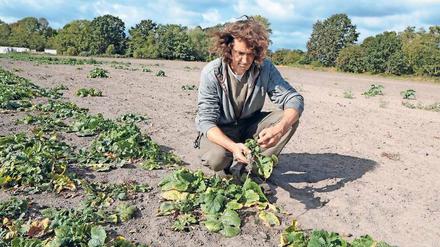 Magere Ausbeute. Landwirt Axel Szilleweit zieht ein mickriges Teltower Rübchen aus der Ernte. Normalerweise erntet er in der Saison, die von Oktober bis März andauert, bis zu 21 Tonnen des fein-nussig schmeckenden Gemüses. In diesem Jahr rechnet er mit maximal drei Tonnen. Schuld daran ist das trockene Wetter.