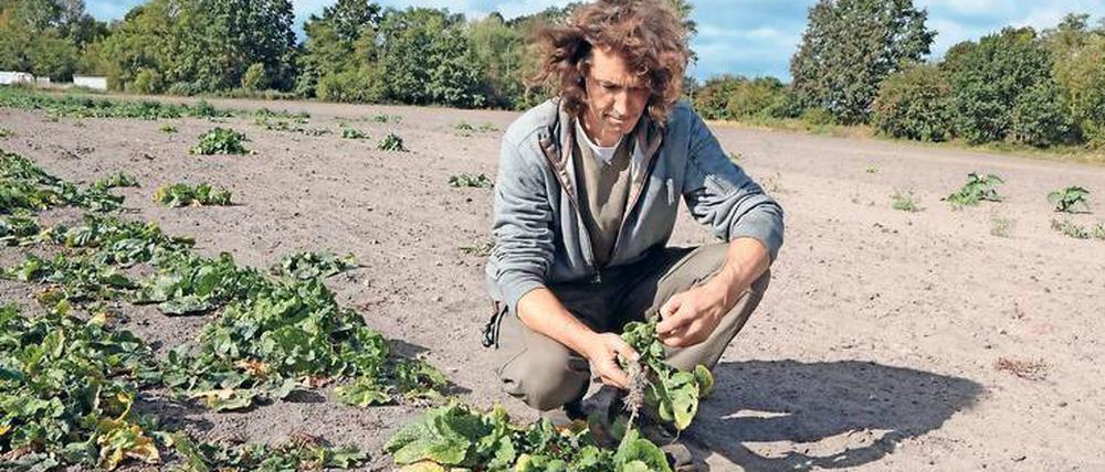 Magere Ausbeute. Landwirt Axel Szilleweit zieht ein mickriges Teltower Rübchen aus der Ernte. Normalerweise erntet er in der Saison, die von Oktober bis März andauert, bis zu 21 Tonnen des fein-nussig schmeckenden Gemüses. In diesem Jahr rechnet er mit maximal drei Tonnen. Schuld daran ist das trockene Wetter.