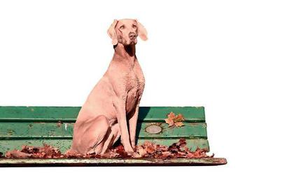 Zuwachs. In Teltow steigt die Zahl der Hunde. Foto: dpa