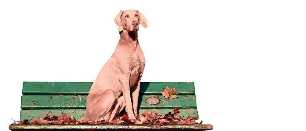 Zuwachs. In Teltow steigt die Zahl der Hunde. Foto: dpa