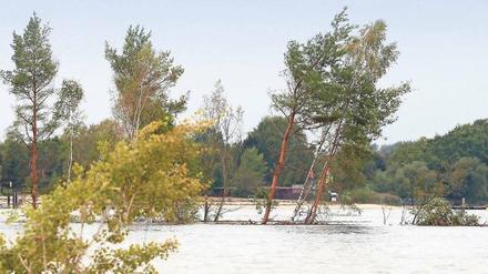 Über Nacht ist die Insel im Senftenberger See, der in einem ehemaligen Tagebaugebiet entstand, versunken. Nur noch die Bäume ragen aus dem Wasser.