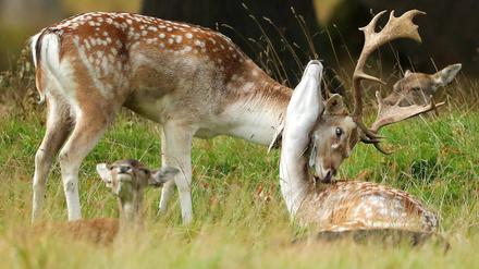 Wildlife statt Couch. Im Wildpark Schorfheide kann man röhrende Hirsche beobachten.  