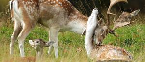 Wildlife statt Couch. Im Wildpark Schorfheide kann man röhrende Hirsche beobachten.  
