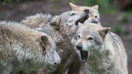 Nicht jeden freut die Rückkehr der Wölfe nach Brandenburg.