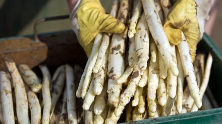 Lecker, gesund und wirklich aus Beelitz. Schon lange hat man in der Spargelstadt, wie Beelitz sich nennt, auf einen Schutz vor Nachahmern und Fälschern gehofft.