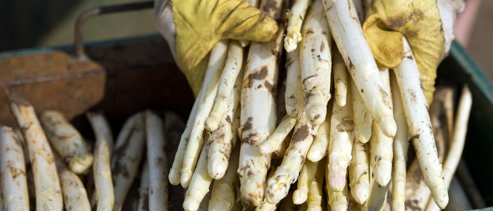 Lecker, gesund und wirklich aus Beelitz. Schon lange hat man in der Spargelstadt, wie Beelitz sich nennt, auf einen Schutz vor Nachahmern und Fälschern gehofft. 