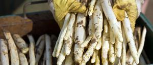 Lecker, gesund und wirklich aus Beelitz. Schon lange hat man in der Spargelstadt, wie Beelitz sich nennt, auf einen Schutz vor Nachahmern und Fälschern gehofft.