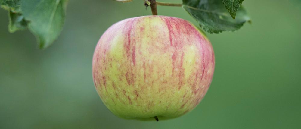 So viele Äpfel wie lange nicht mehr gibt es in diesem Jahr.   