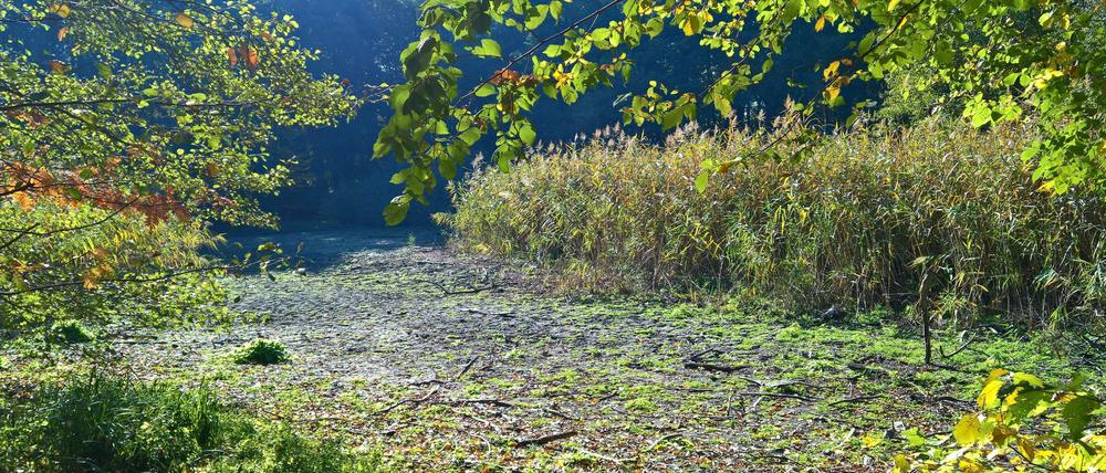 Die Düsteren Teiche in Potsdam sind nach dem Hitzesommer 2018 komplett ausgetrocknet.