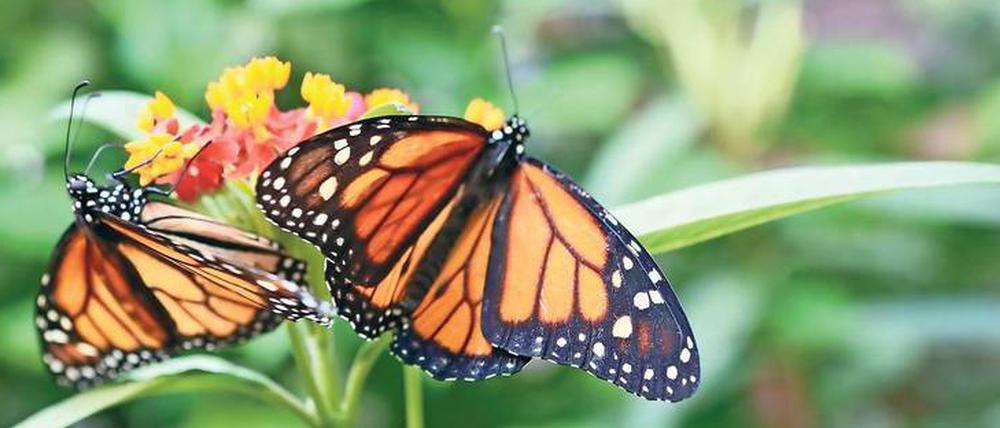 Als Dschungelforscher durch die Biosphäre - auch im Tropenhaus werden Kindergeburtstage gefeiert.