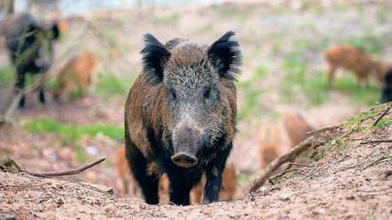 In Klein Glienicke ist der Frust über die wilden Tiere riesig.