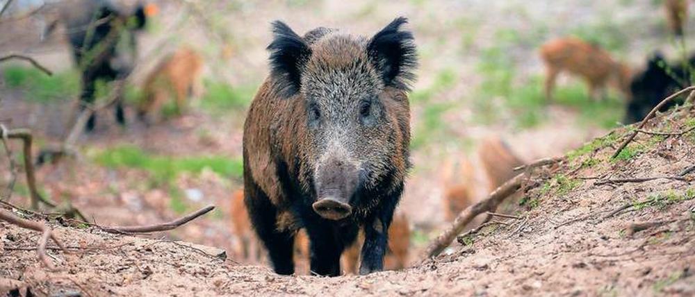 In Klein Glienicke ist der Frust über die wilden Tiere riesig.