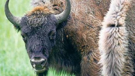 Streng geschützt. Der Wisent ist mittlerweile ein seltenes Tier. 