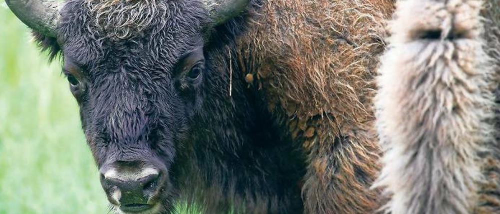 Streng geschützt. Der Wisent ist mittlerweile ein seltenes Tier.