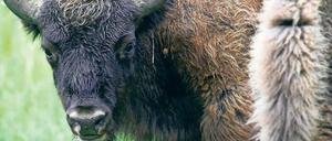 Streng geschützt. Der Wisent ist mittlerweile ein seltenes Tier. 
