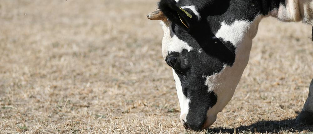 Die Tierschutzorganisation Animal Rights Watch setzt sich für die Schließung aller Schlachthöfe ein.