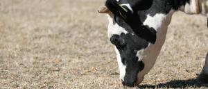 Die Tierschutzorganisation Animal Rights Watch setzt sich für die Schließung aller Schlachthöfe ein.