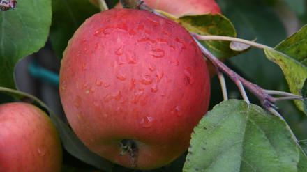 An apple a day? Es muss schon etwas mehr sein, betonen Ernährungsforscher aus Bergholz-Rehbrücke.