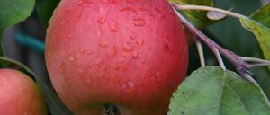 An apple a day? Es muss schon etwas mehr sein, betonen Ernährungsforscher aus Bergholz-Rehbrücke.