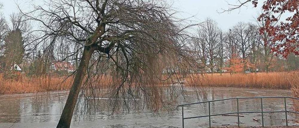 Der Kleinmachnower Düppelteich ist so verschlammt, dass er nun ausgebaggert werden muss, damit wieder Wasser nachfließen kann.