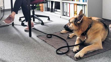 In Potsdam haben viele Firmenchefs kein Problem damit, wenn unter dem Schreibtisch der „Fiffi“ wartet.