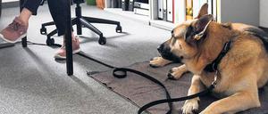 In Potsdam haben viele Firmenchefs kein Problem damit, wenn unter dem Schreibtisch der „Fiffi“ wartet.