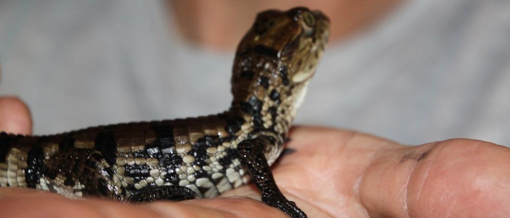 Drei junge Brillenkaimane sind auf der Krokodilfarm in Golzow geschlüpft.