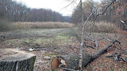 Trockene Angelegenheit. In diesem Jahr sind die Düsteren Teiche im Katharinenholz komplett ausgetrocknet. Doch auch jetzt gibt es dort kein Wasser.