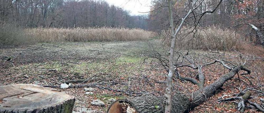 Trockene Angelegenheit. In diesem Jahr sind die Düsteren Teiche im Katharinenholz komplett ausgetrocknet. Doch auch jetzt gibt es dort kein Wasser.
