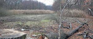 Trockene Angelegenheit. In diesem Jahr sind die Düsteren Teiche im Katharinenholz komplett ausgetrocknet. Doch auch jetzt gibt es dort kein Wasser.