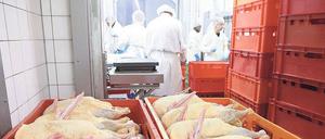 Die gerupften und ausgenommenen Tiere werden im Schnellabkühlraum auf unter vier Grad Celsius gekühlt.