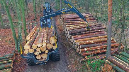 Das waldreiche Land Brandenburg macht zu wenig aus seinen natürlichen Ressourcen, bemängelt der Landesrechnungshof.