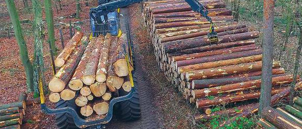 Das waldreiche Land Brandenburg macht zu wenig aus seinen natürlichen Ressourcen, bemängelt der Landesrechnungshof.