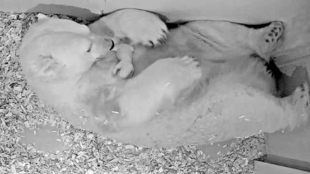 Eisbärin Tonja und ihr Junges im Tierpark Berlin.