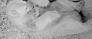 Eisbärin Tonja und ihr Junges im Tierpark Berlin.