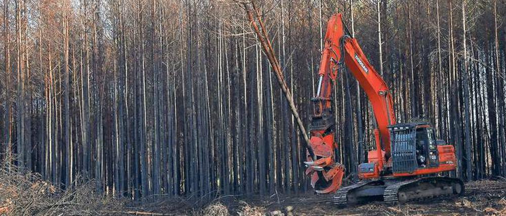 Eine Harvester-Maschine fällt verbrannte Kiefern im Gebiet bei Treuenbrietzen, wo ein großes Feuer wütete.